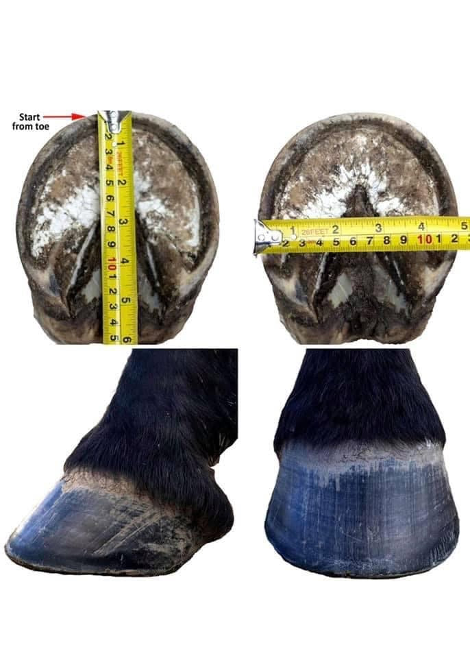 Scoot boot fit kit